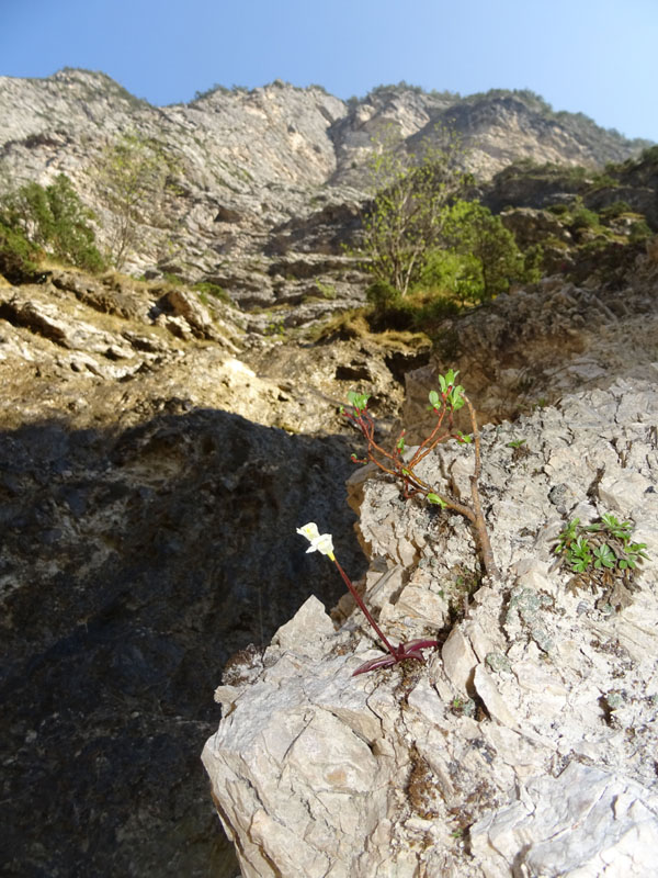Pinguicula alpina / Pinguicola alpina